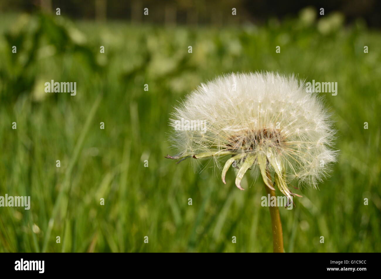 Dandelion - A dandelion is a flower. Its scientific name is Taraxacum, a large genus of flowering plants in the family Asteraceae. Stock Photo