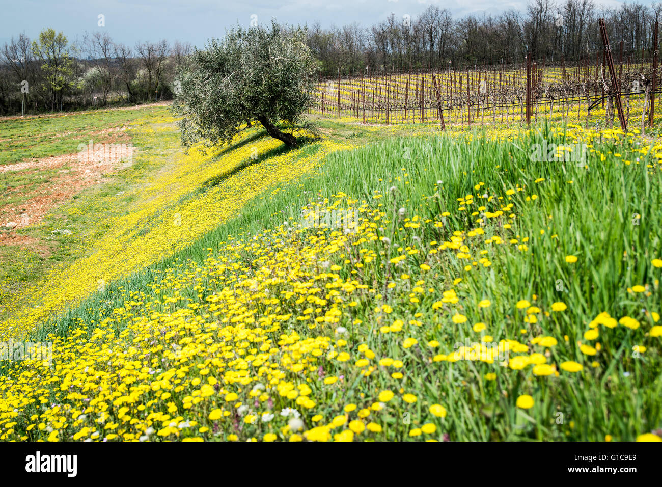 Blooming spring in the wonderful Italian hills. Stock Photo