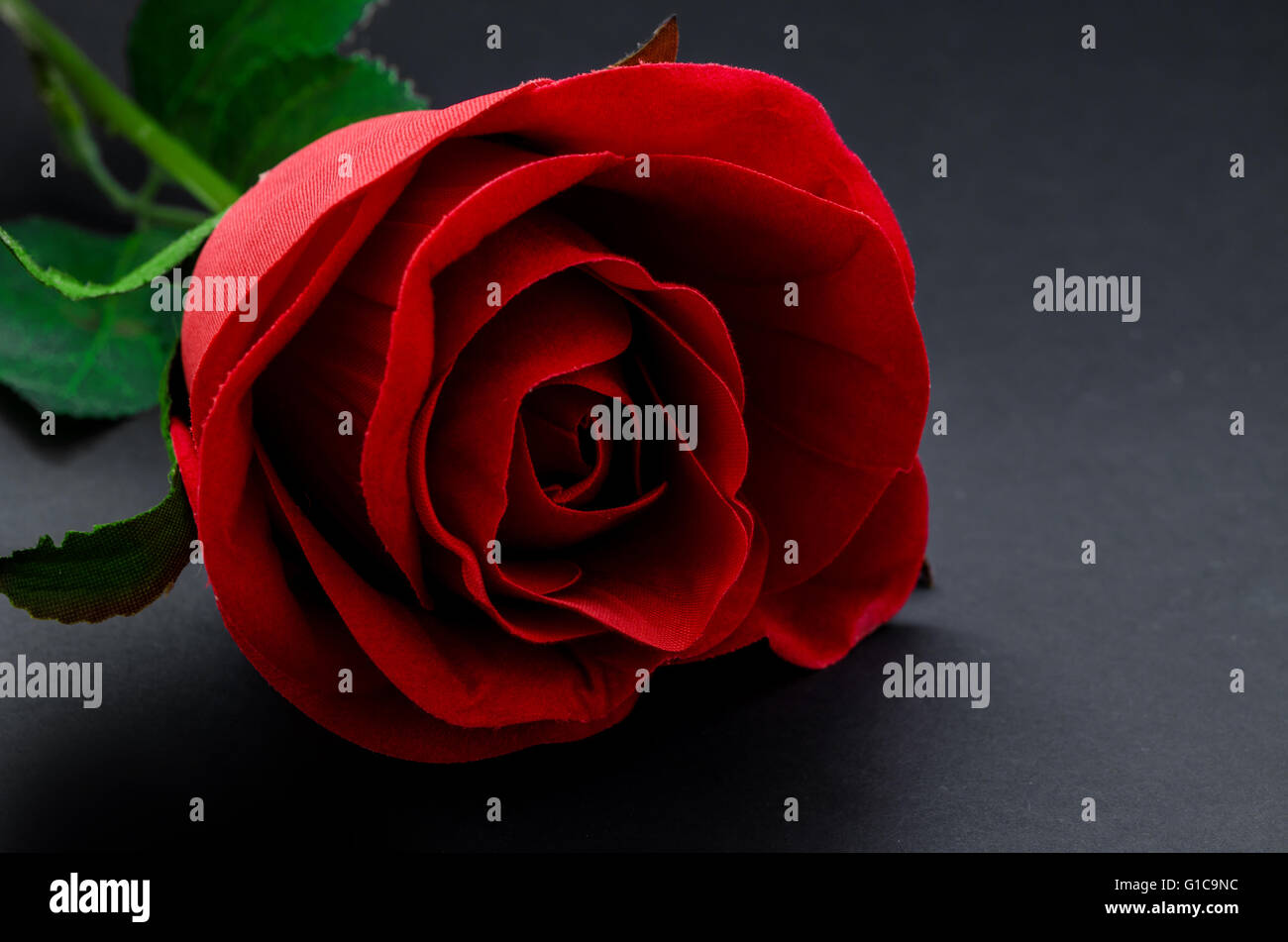 Red Rose on black background Stock Photo Alamy