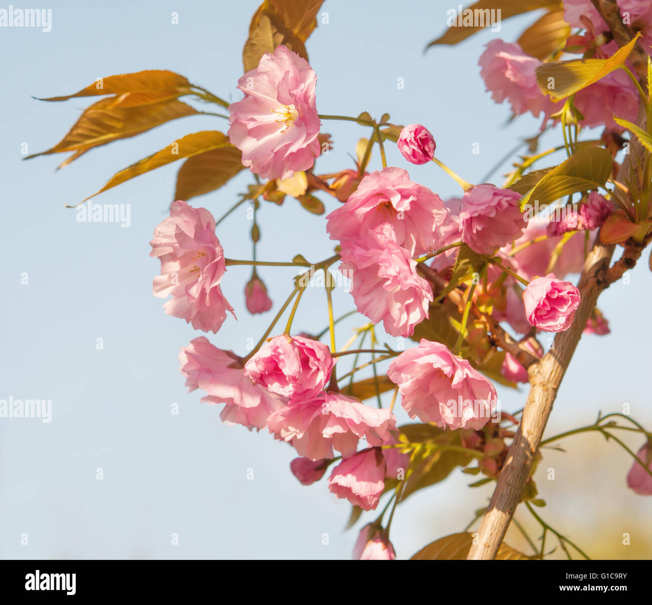 Ornamental sakura hi-res stock photography and images - Alamy