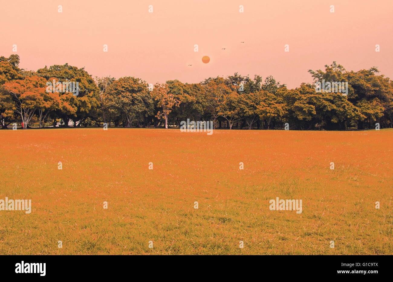 Garden trees grass lawn hi-res stock photography and images - Alamy