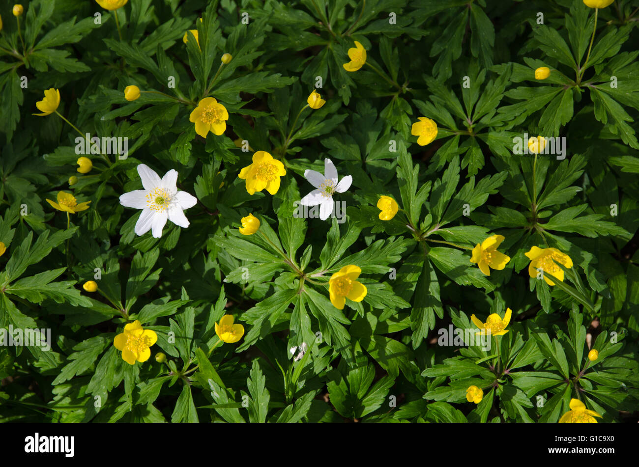 White and yellow spring flowers with fresh green leaves Stock Photo