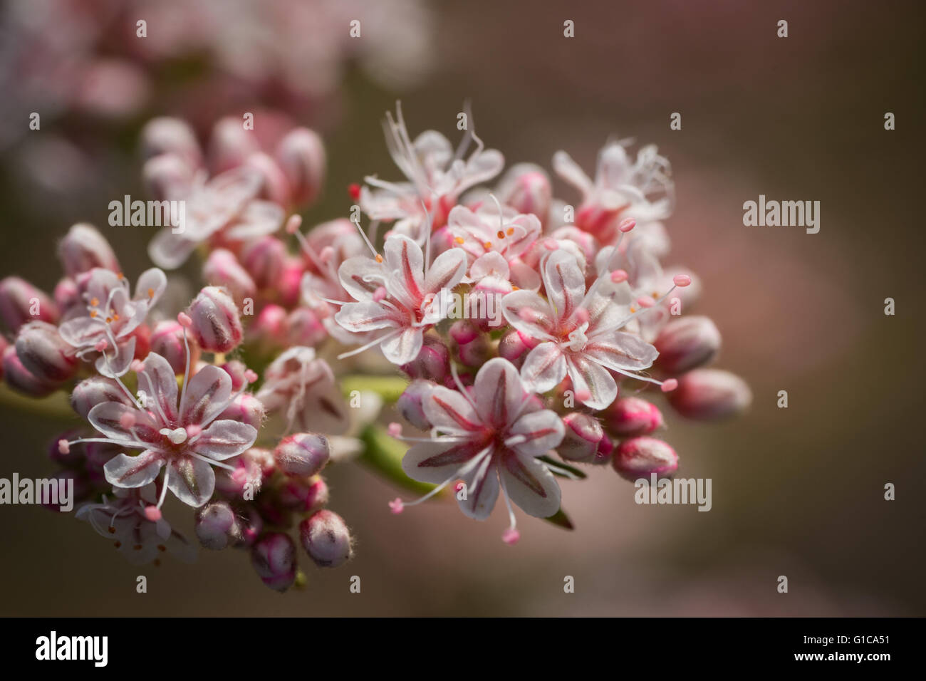 California desert wildflower hi-res stock photography and images - Alamy