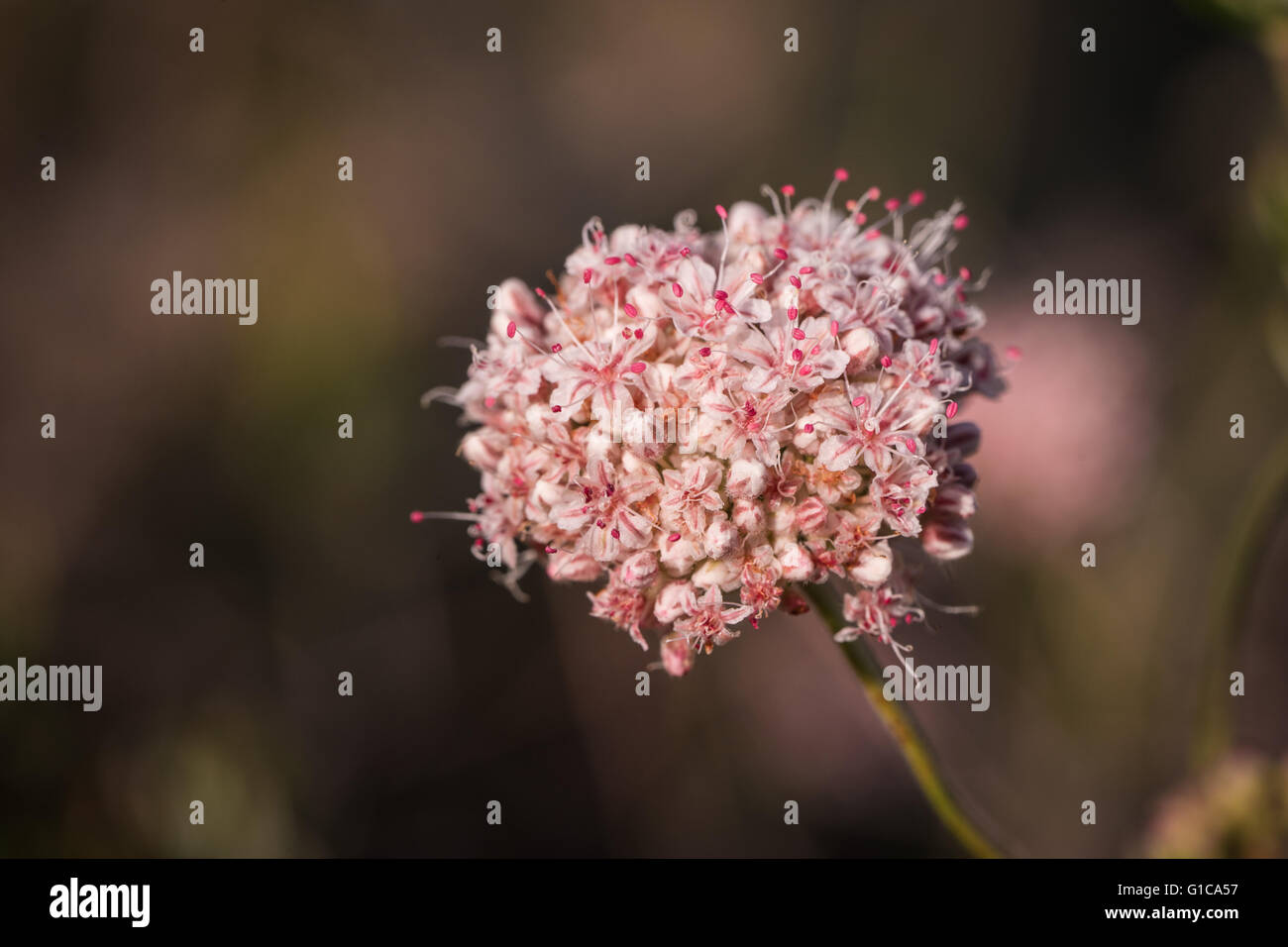 Small blooms of the California buckwheat wildflower growing in the Mojave desert. Stock Photo