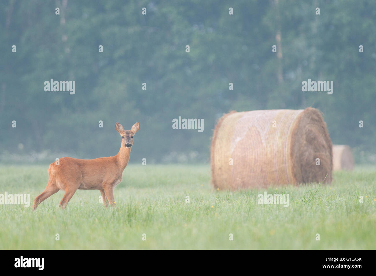Hay for deer hires stock photography and images Alamy