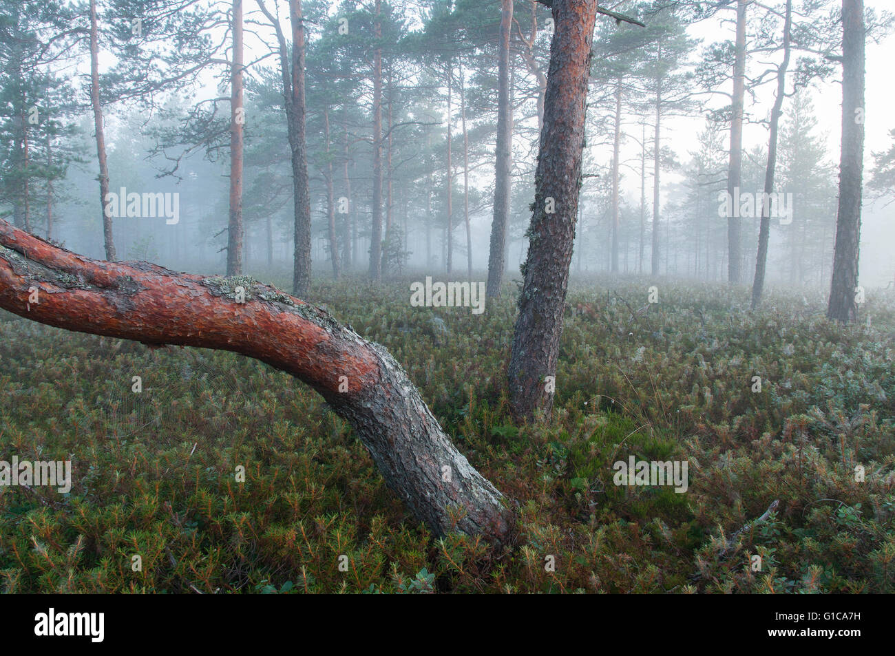 Misty pine forest near the bog Stock Photo