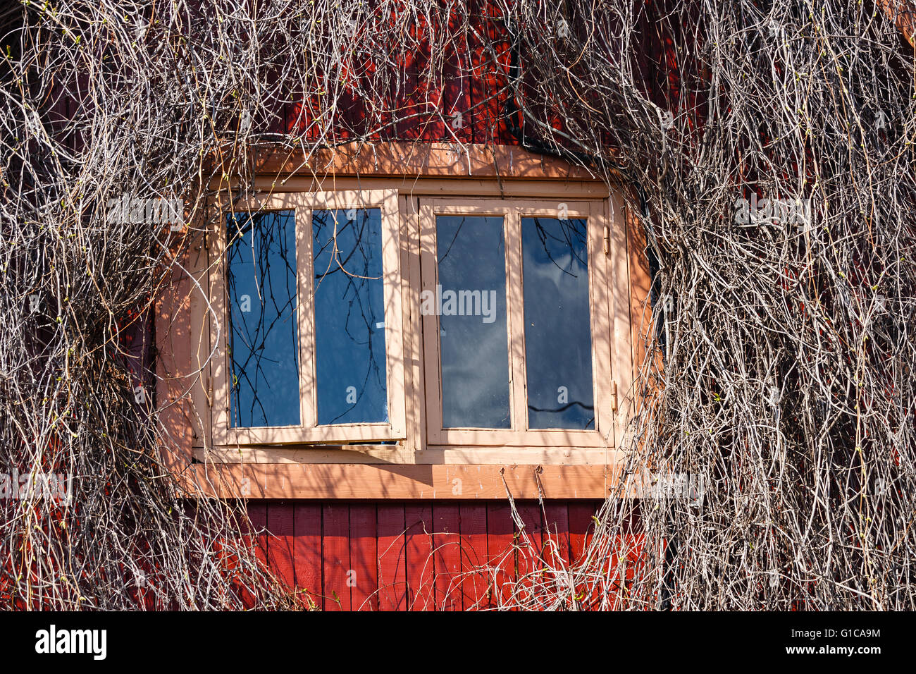 Window in a wall of the wooden house twined wild grapes Stock Photo