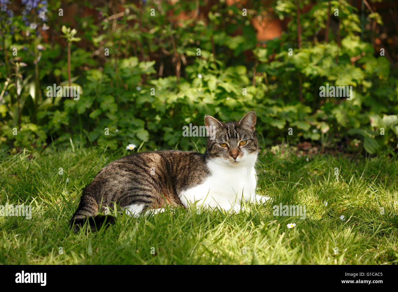 Tabby cat sitting in dappled sun or shade in a garden. Stock Photo