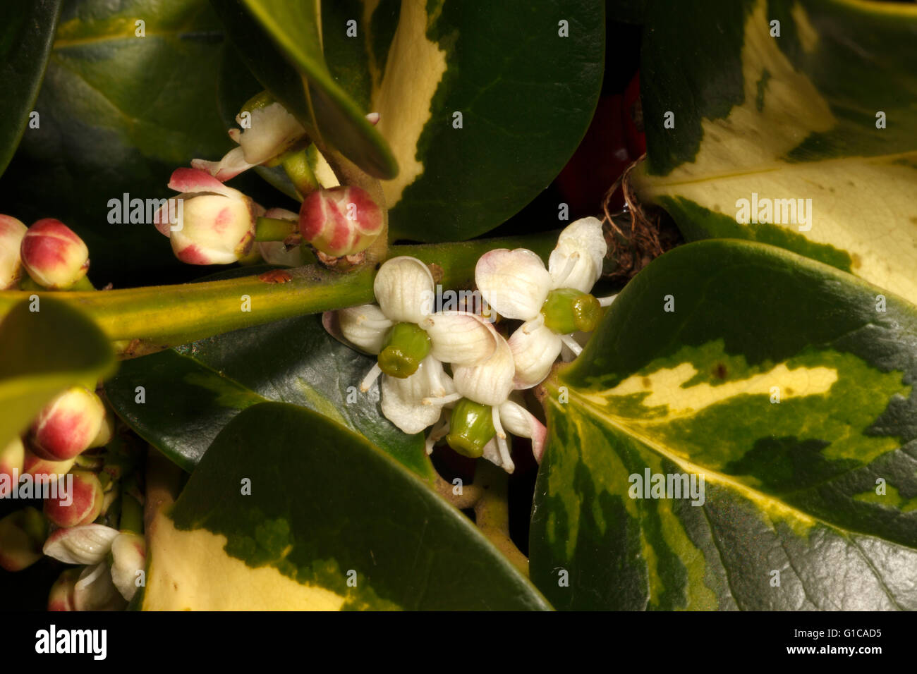 Flowers of Variegated Holly. Ilex altaclerensis Lawsoniana Stock Photo