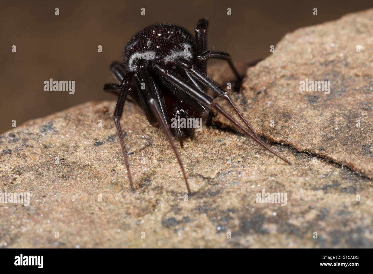 Steatoda grossa Cupboard spider. Defensive position. Stock Photo