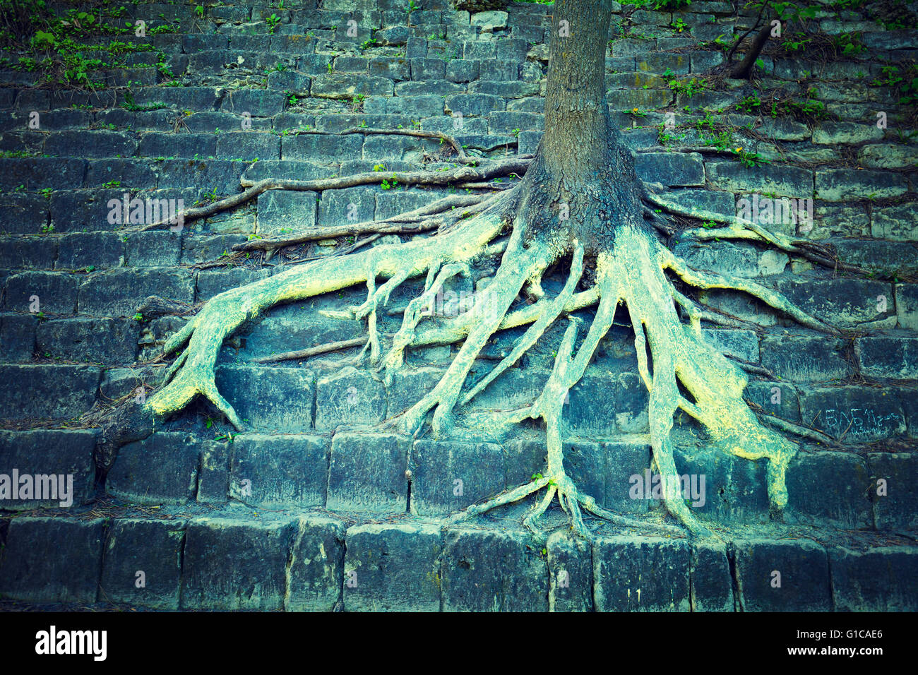 Tree with roots growing on a rock Stock Photo