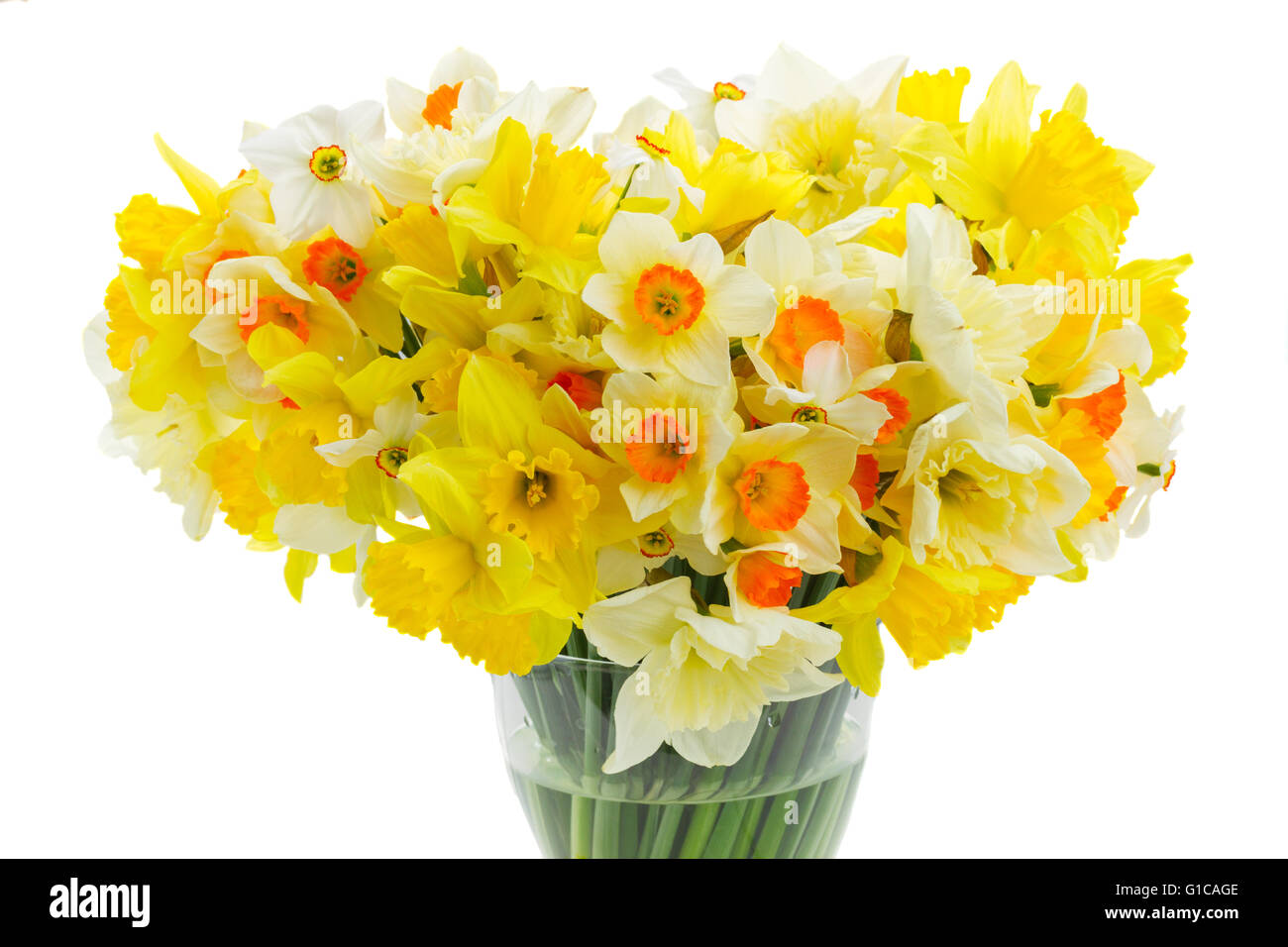 Fresh spring daffodils Stock Photo Alamy