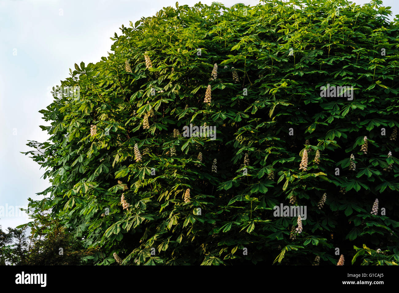 Aesculus Hippocastanum, Horse Chestnut,  Buckeye. Stock Photo