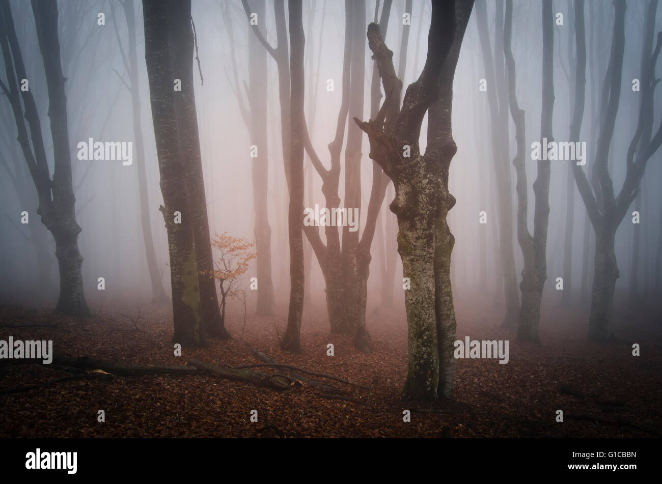 misty enchanted forest background Stock Photo