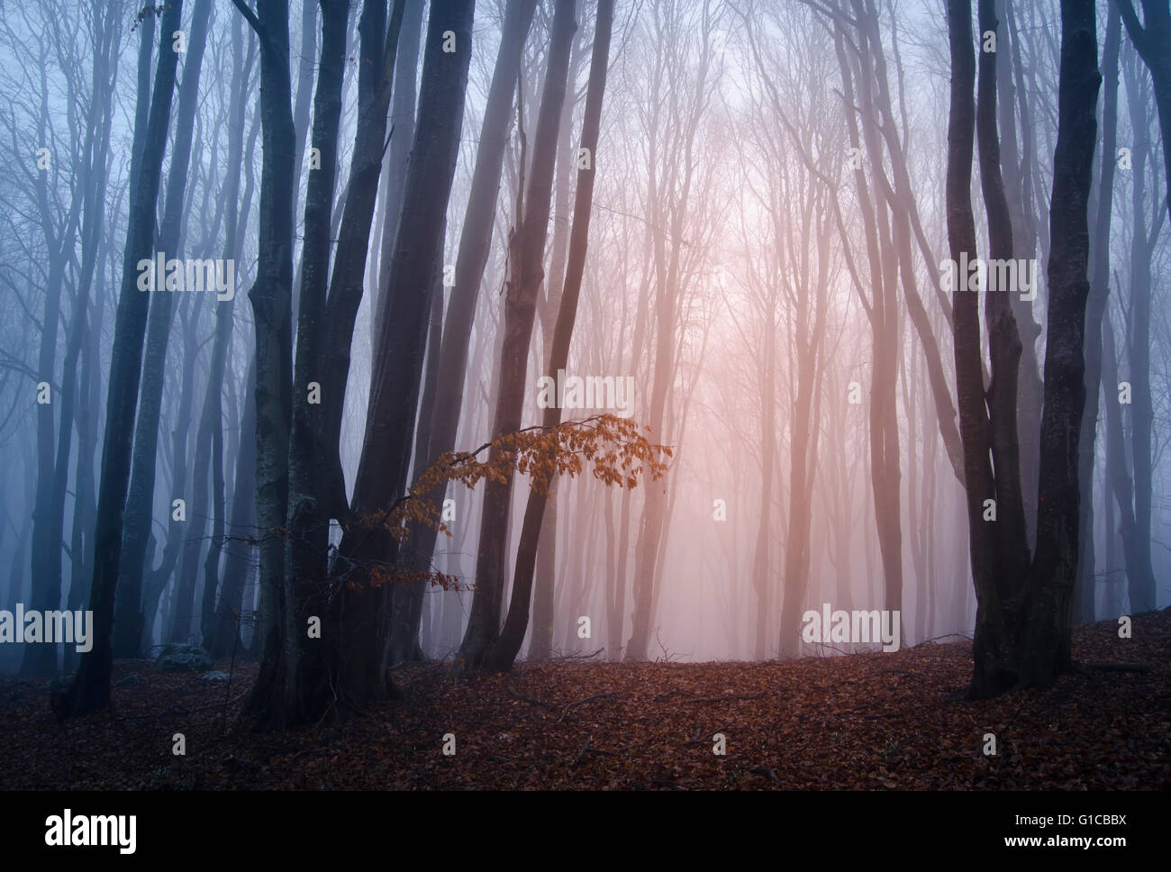 misty enchanted forest background Stock Photo