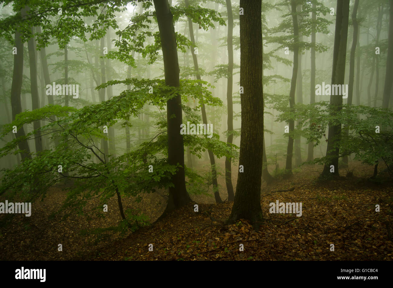 Green misty forest Stock Photo Alamy
