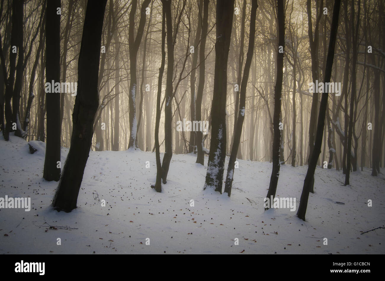 Snow mist fog trees winter sun hi-res stock photography and images - Alamy