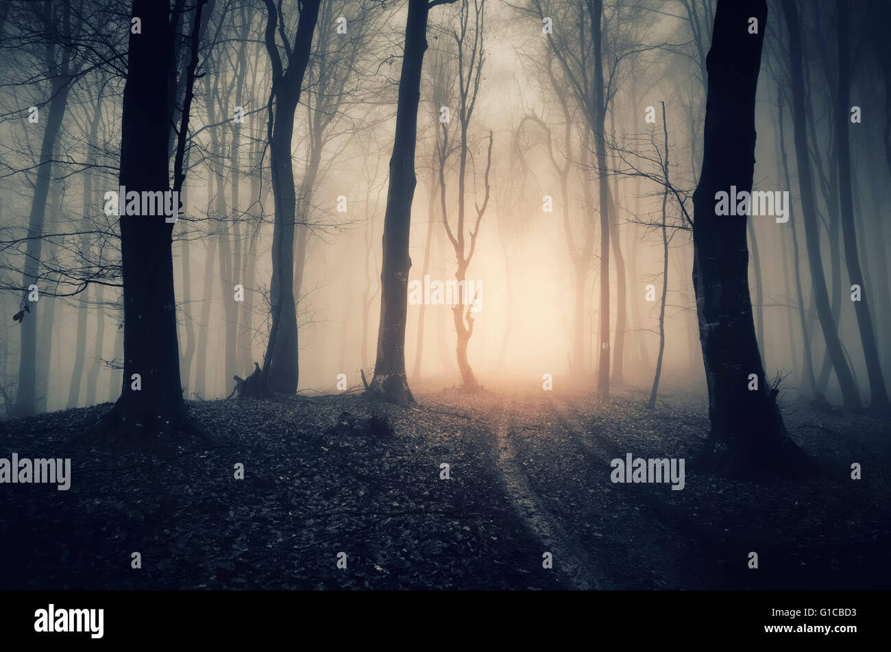 Dark forest in fog Stock Photo