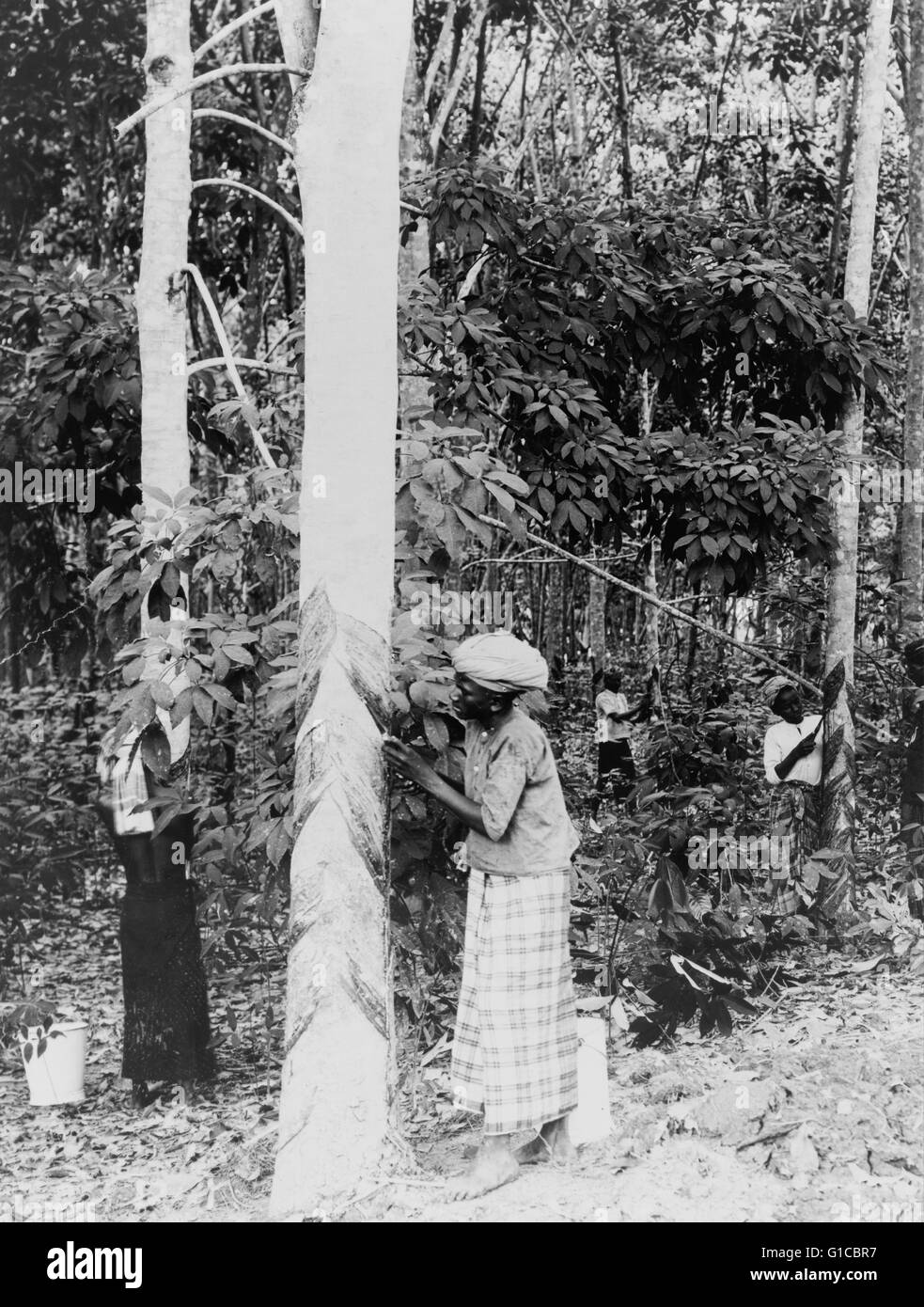 Photographic print of a woman gathering rubber sap from trees in Java, Indonesia. Dated 1913 Stock Photo