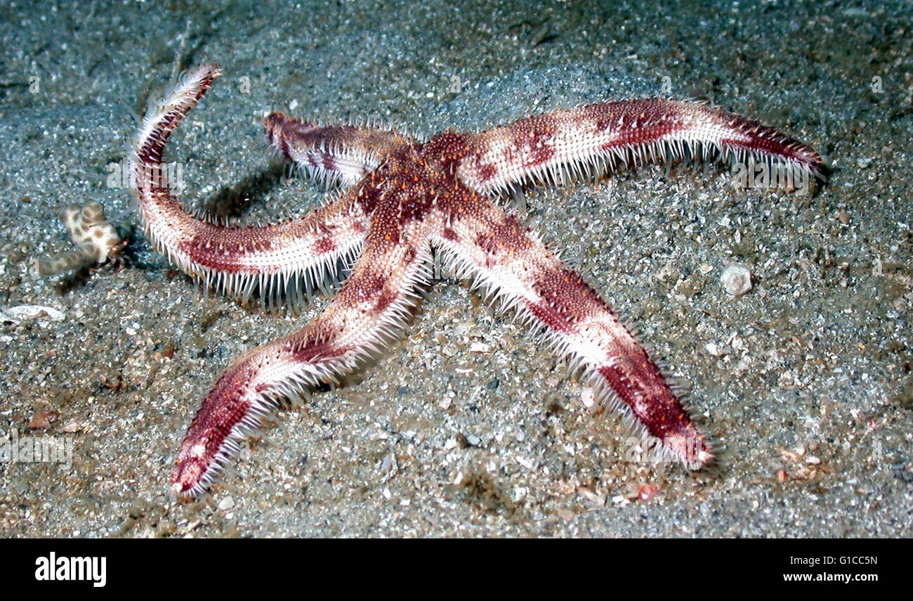 Starfish (Linckia sp.) Stock Photo