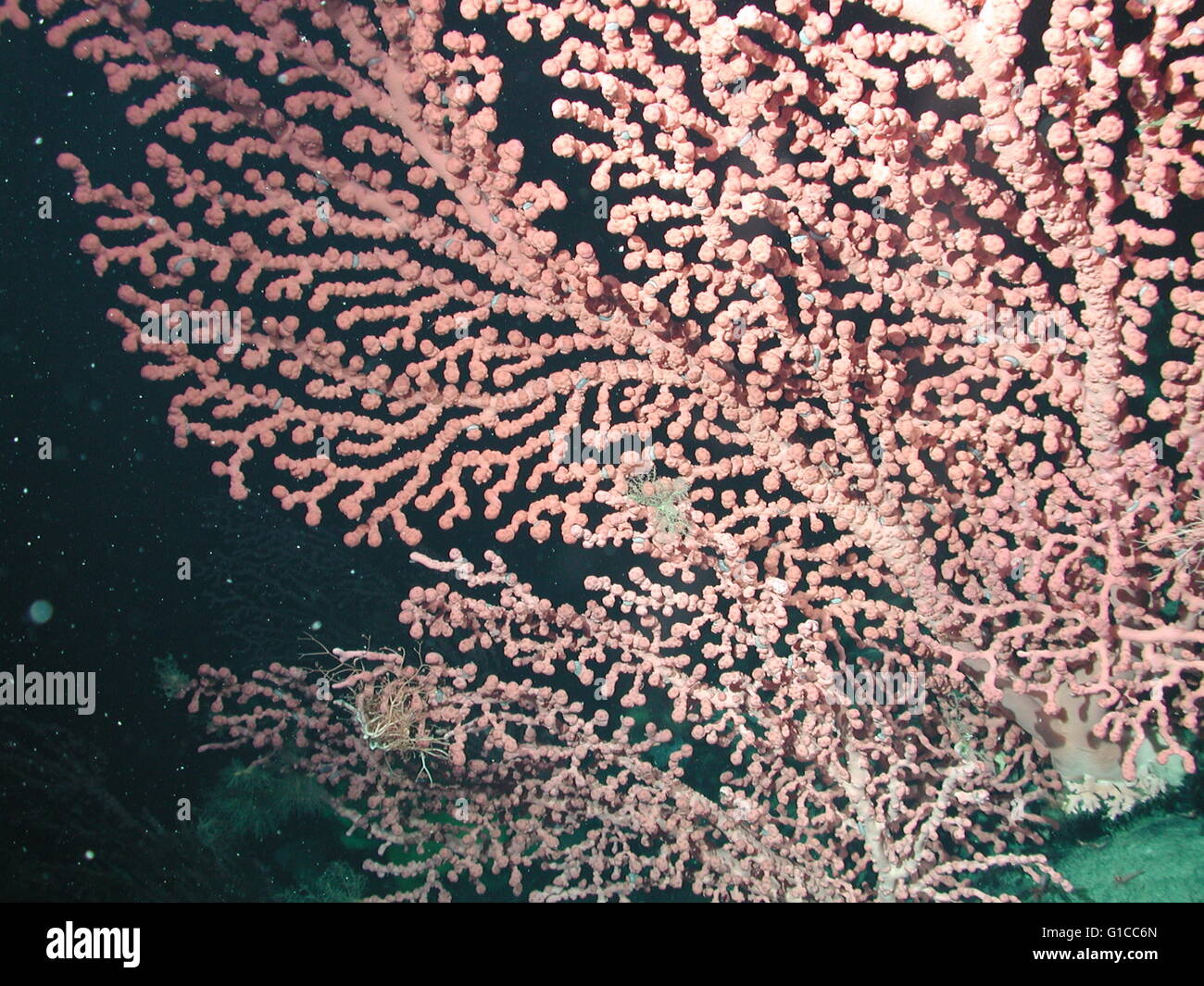 Bubble gum coral (Paragorgia arborea) and small blue scale worms (Family Polynoidae) which were often associated with this type of coral. Stock Photo