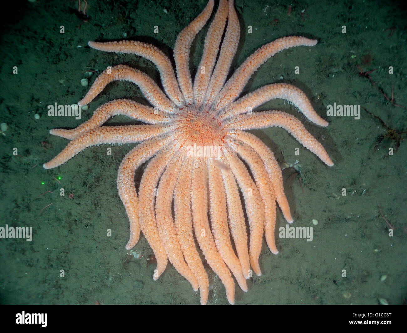 Sunflower Sea star (Pycnopodia Helianthoides). It is among the largest sea stars in the world and has a maximum arm span of one metre. Stock Photo