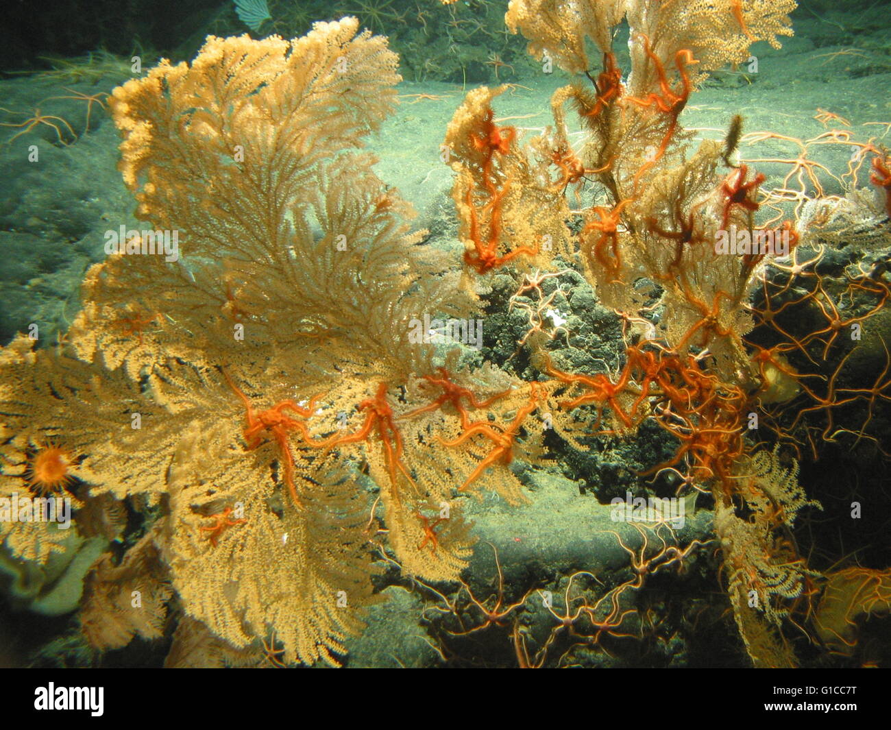 Gulf of Alaska Seamount Expedition. Large primnoid coral loaded with brittle stars on Dickins Seamount. Stock Photo