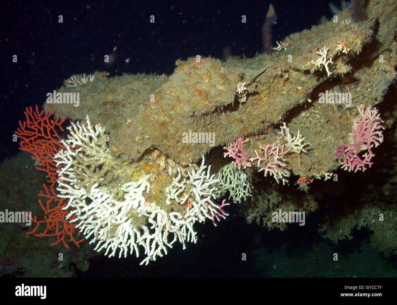 Oculina sp Stock Photo Alamy