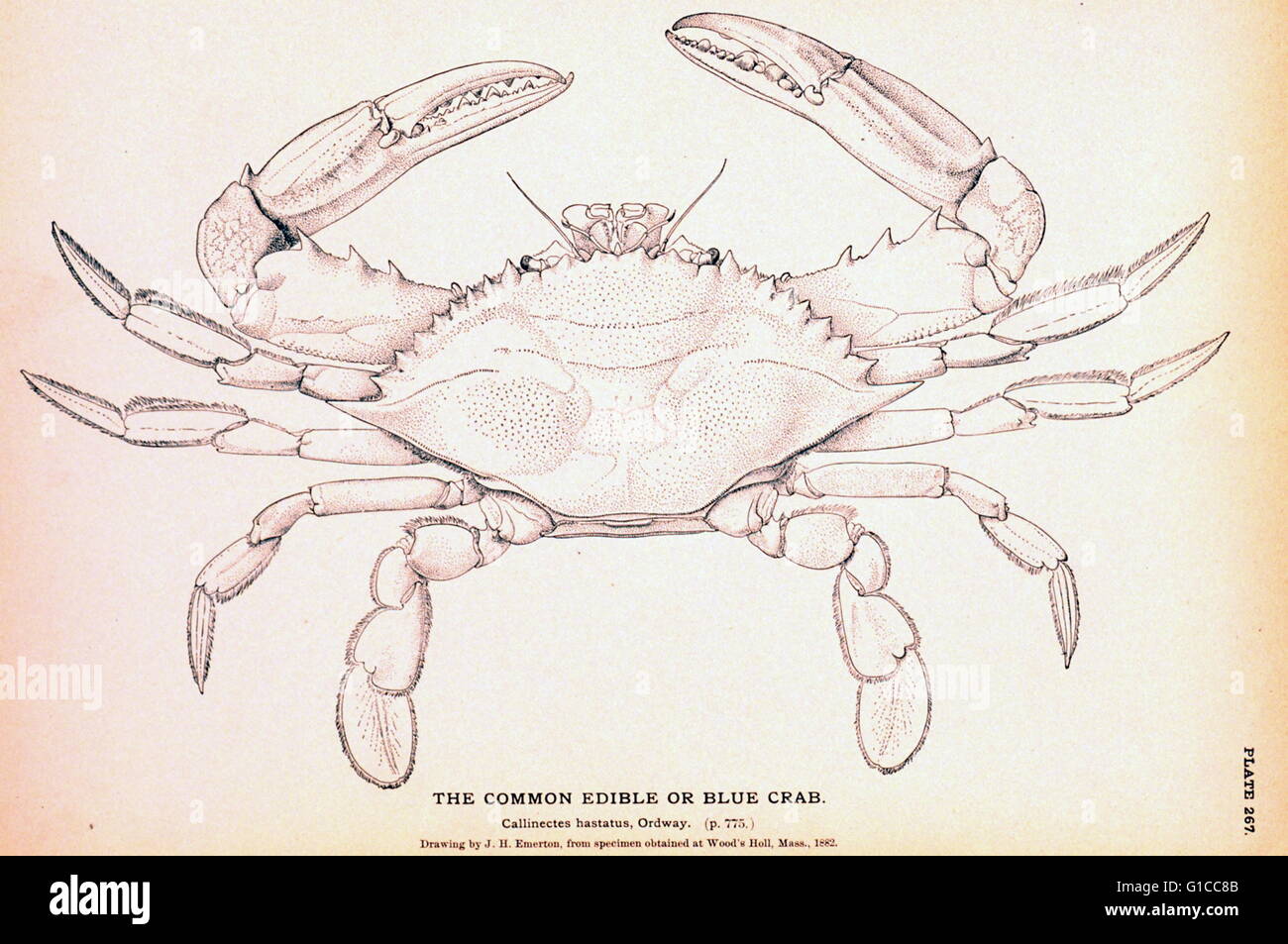 The Common Edible or Blue Crab. Callinectes hastatus, Ordway. Plate 267. Stock Photo