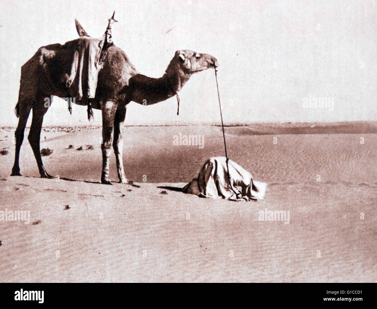 Arab traveller prays towards mecca while crossing the Sahara desert by camel Stock Photo
