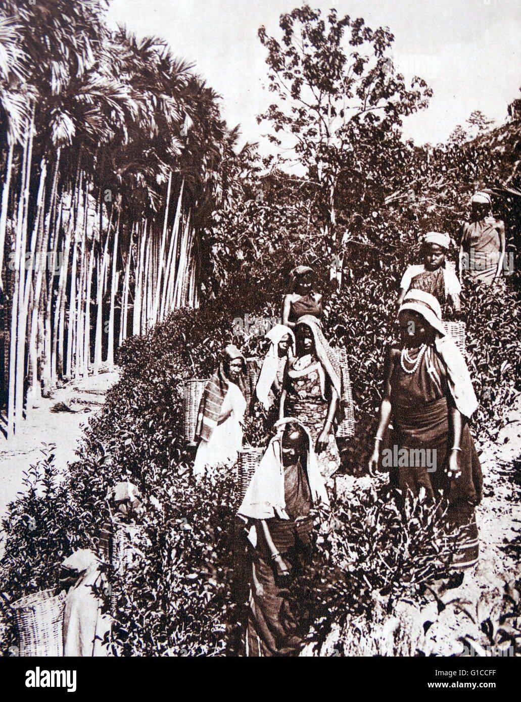 Tamil tea plantation Sri Lanka (Ceylon) 1935 Stock Photo Alamy