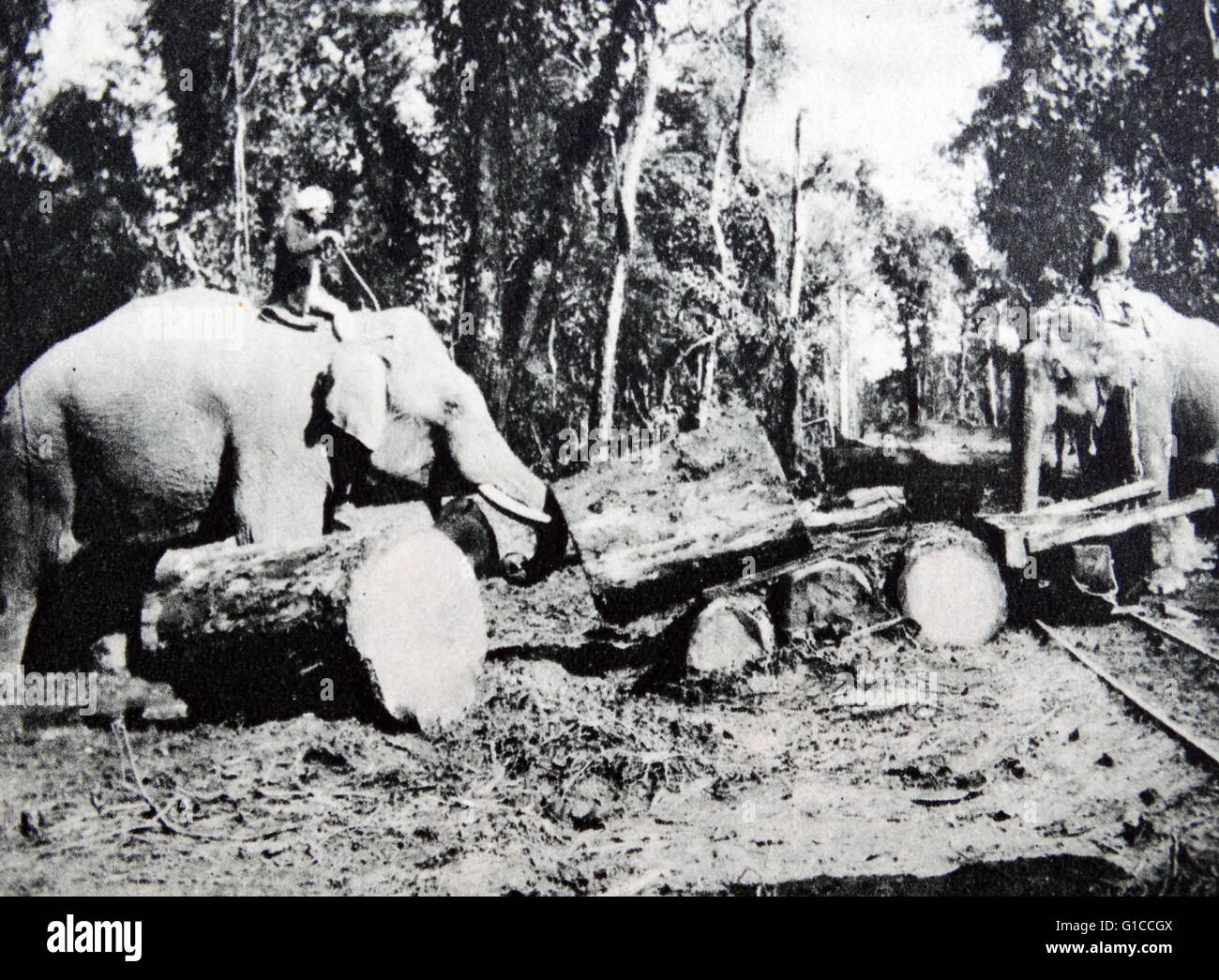 Elephants Used To Move Logs In Northern India During British Colonial elephants-used-to-move-logs-in-northern-india-during-british-colonial