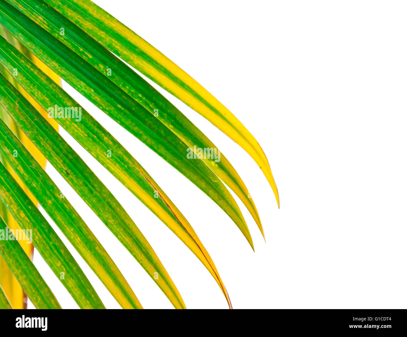 Leaves of palm tree isolated on white background Stock Photo - Alamy