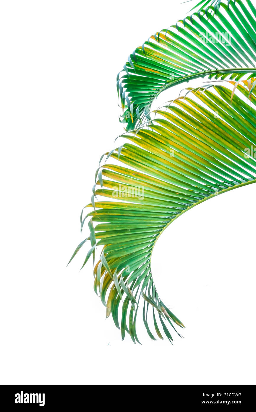 Branch of palm tree isolated on white background Stock Photo - Alamy