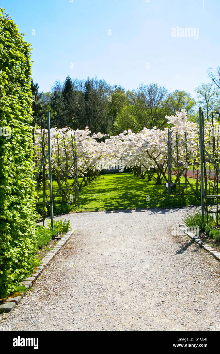 Cherry Trees Flowering On Blue Sky Prunus Serrulata Shirotae Japanese Cherry Trees Also Called Hill Cherry Or Oriental Cherry Stock Photo Alamy