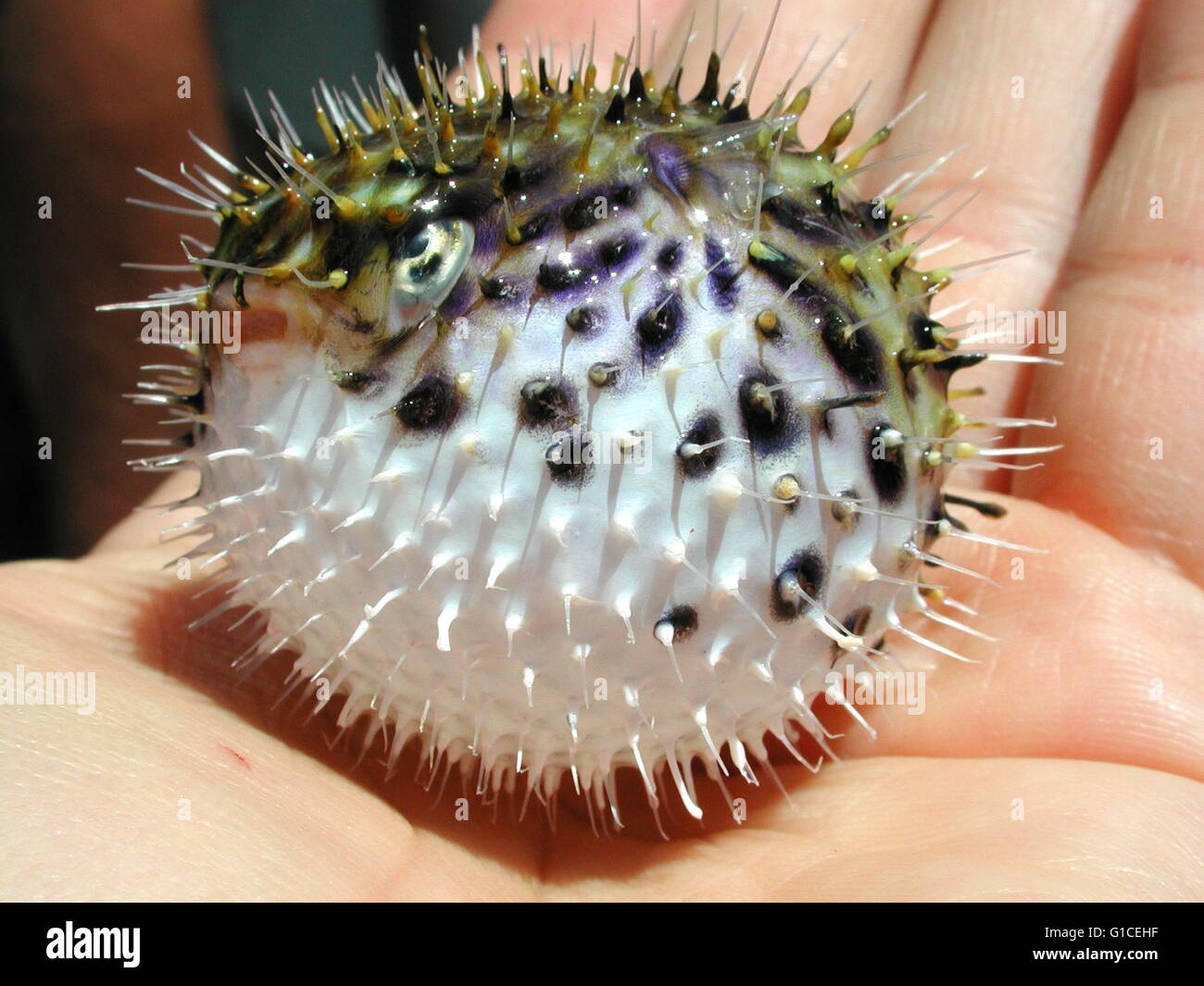 Tiny spiny puffer fish hires stock photography and images Alamy