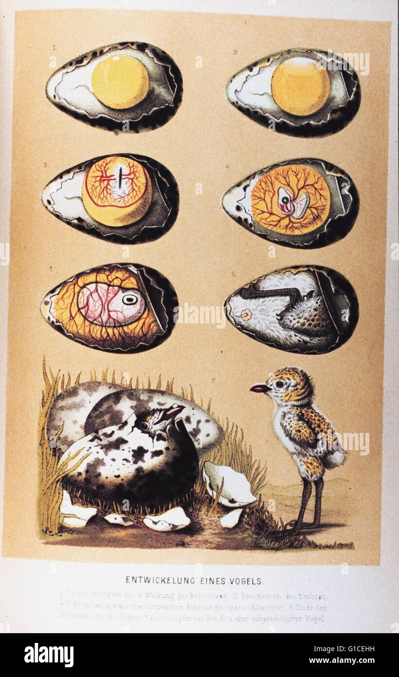 Entwicklung eines Vogels' depicts the development of a bird within an egg by Matthias Jakob Schleiden (1804-1881) a German botanist. Dated 19th Century Stock Photo