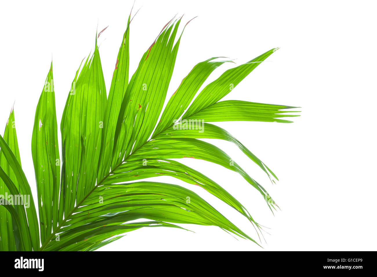 Leaves of palm tree isolated on white background Stock Photo - Alamy