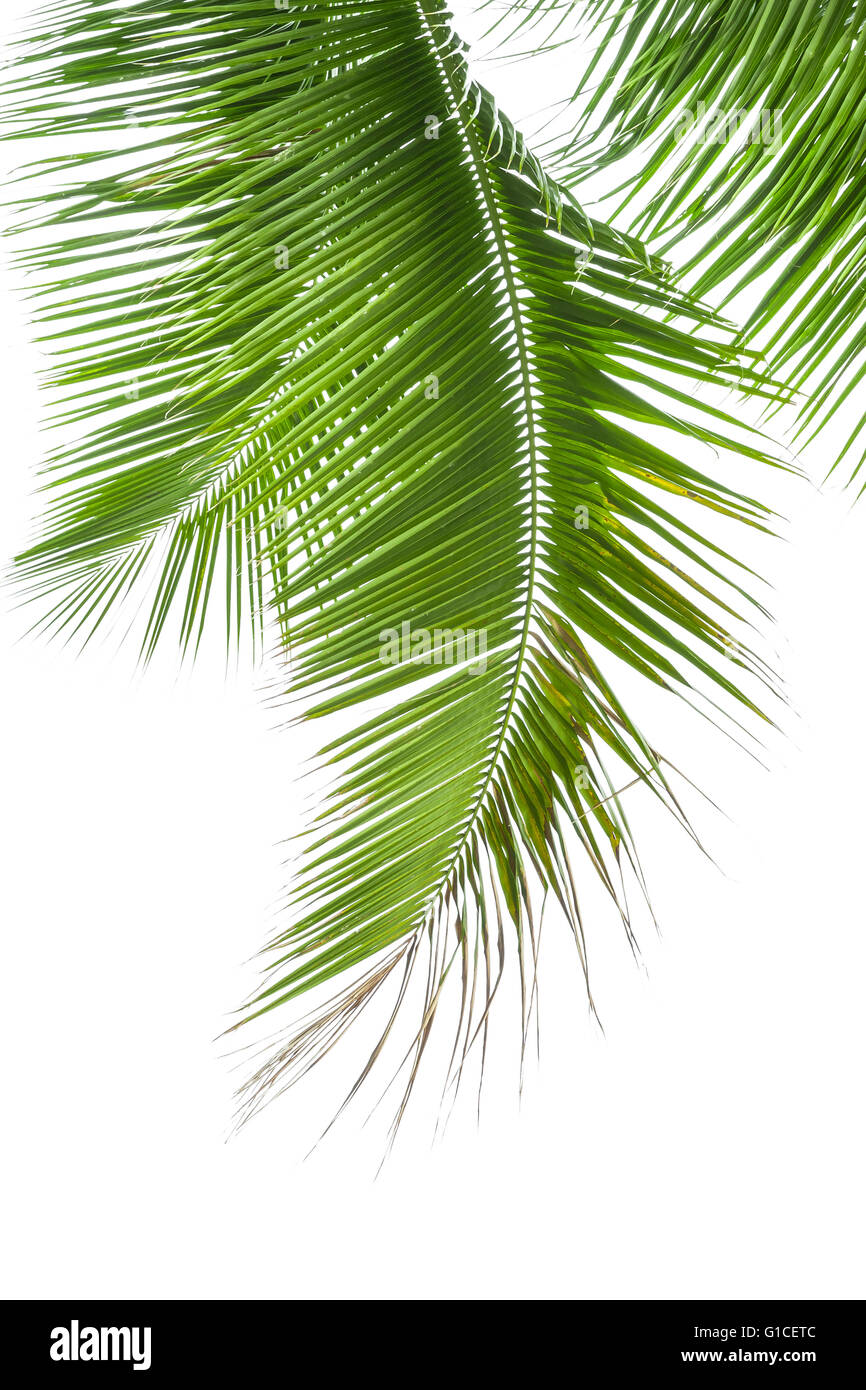 Leaves of palm tree isolated on white background Stock Photo - Alamy