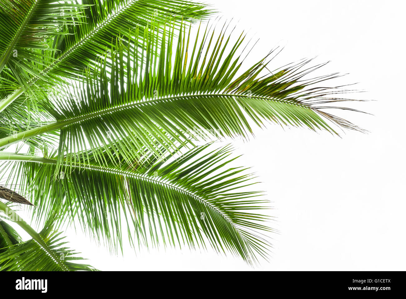 Leaves of palm tree isolated on white background Stock Photo - Alamy