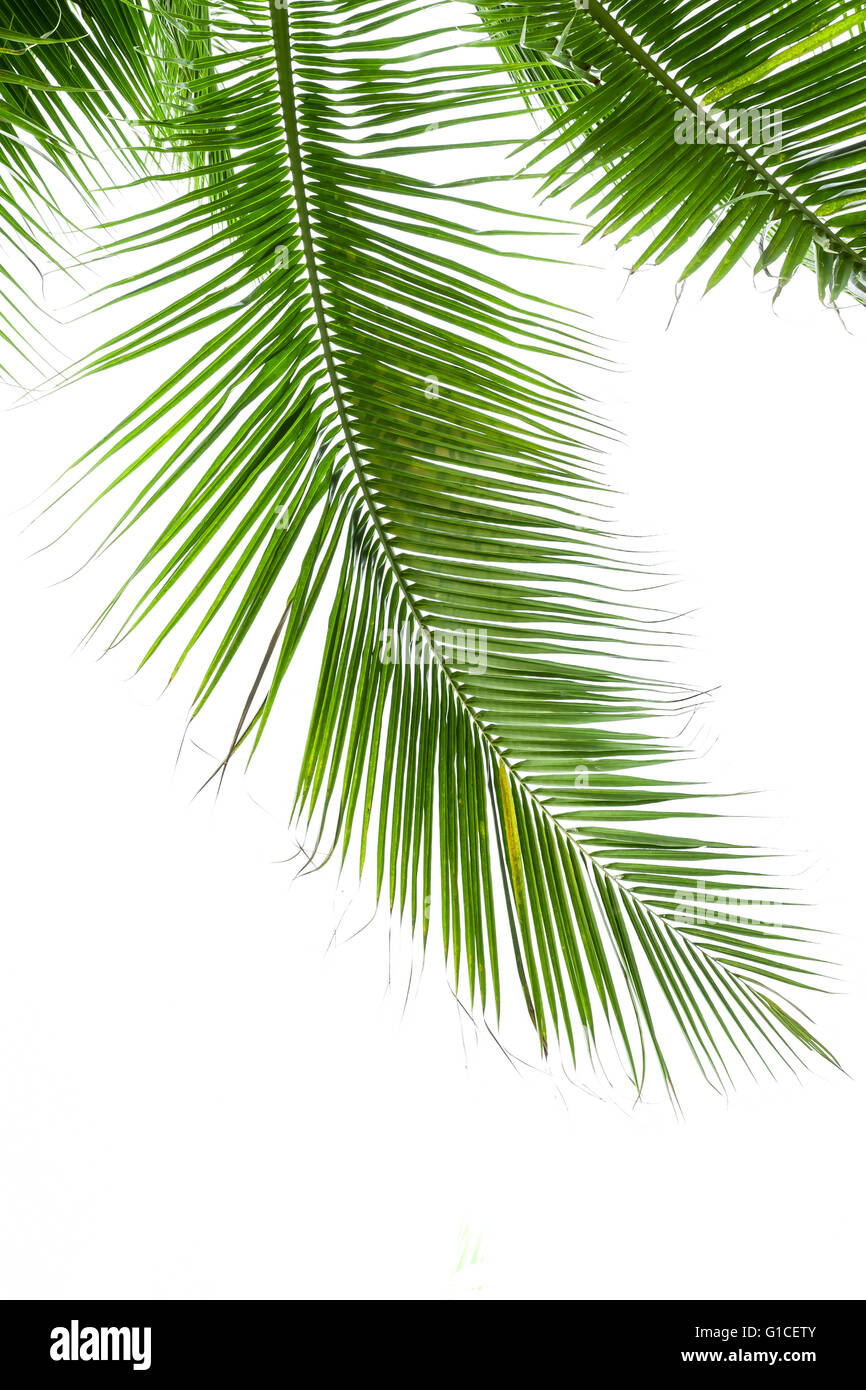 Leaves of palm tree isolated on white background Stock Photo - Alamy