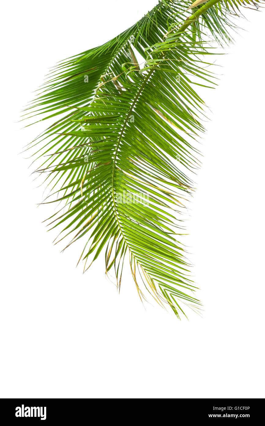 Leaves of palm tree isolated on white background Stock Photo - Alamy