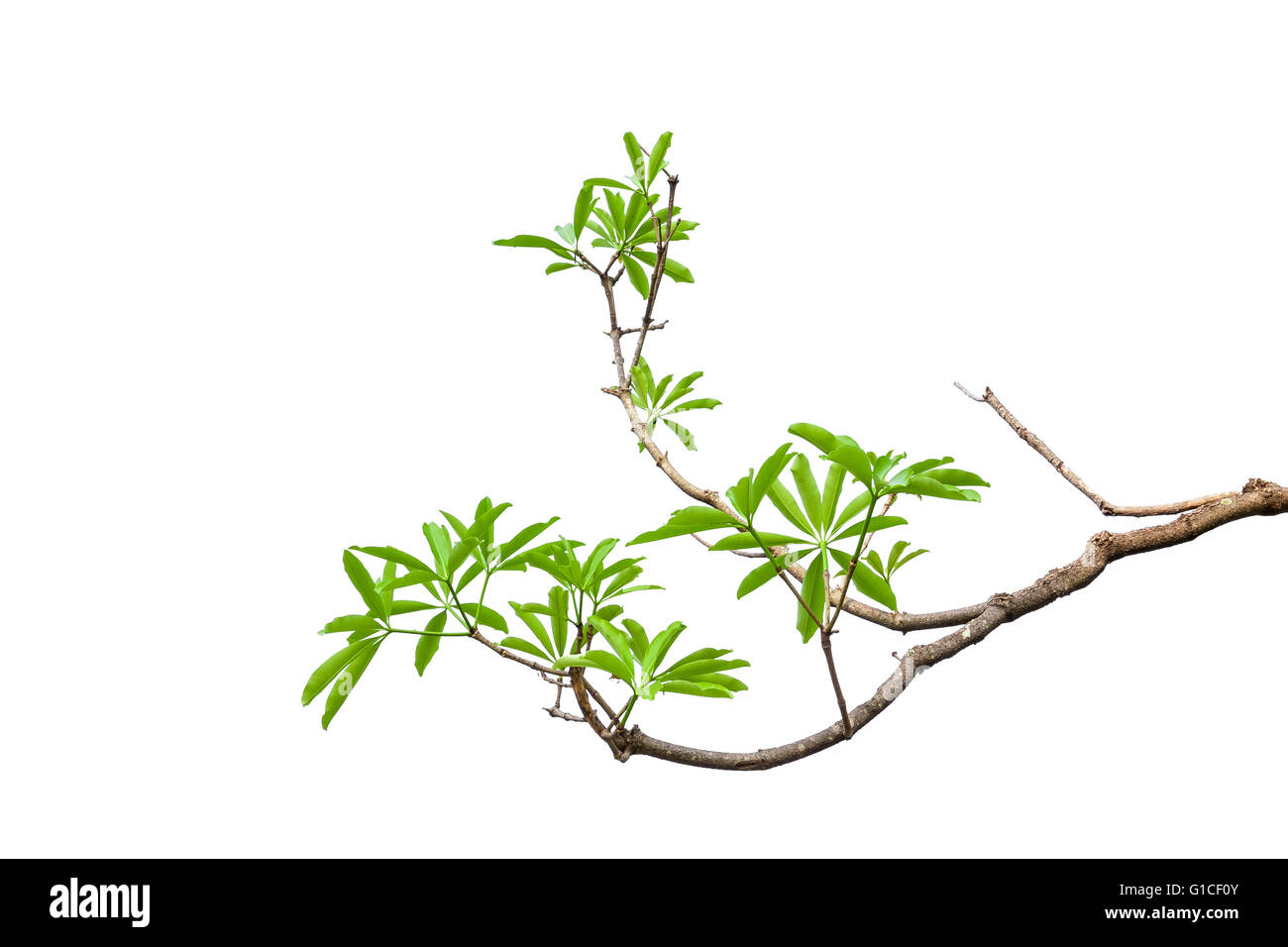 Green leaves isolated on white background Stock Photo - Alamy