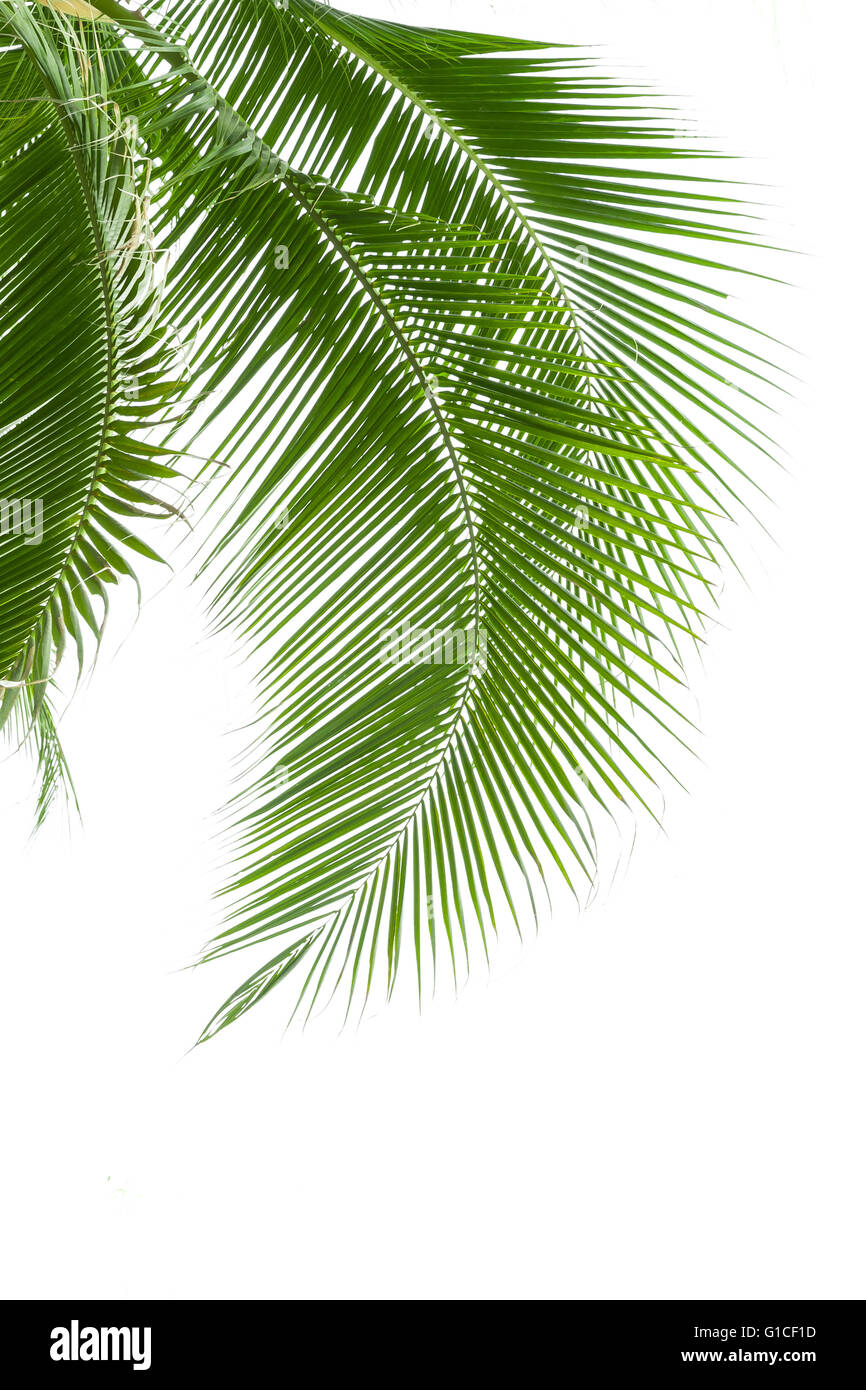 Leaves of palm tree isolated on white background Stock Photo - Alamy