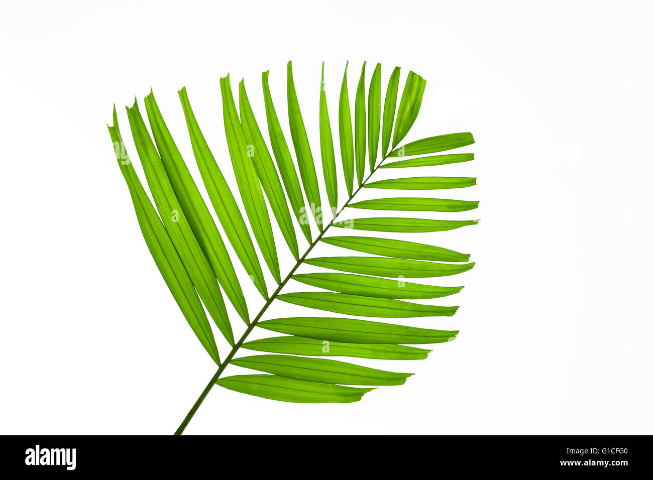 green palm leaves isolated on white background, clipping path included