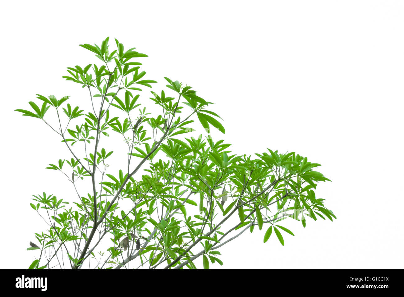 Green leaves isolated on white background Stock Photo - Alamy