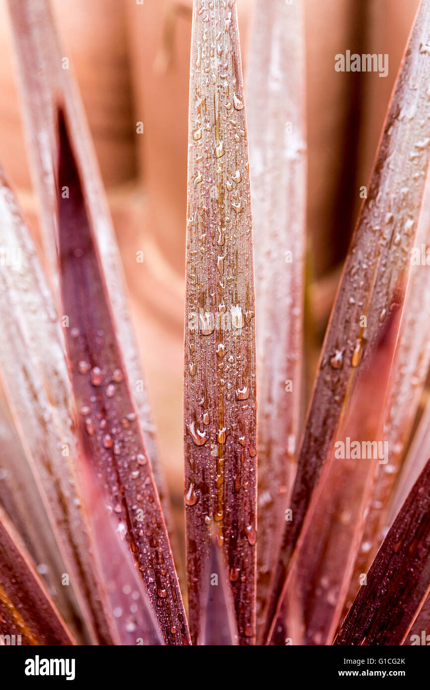 Close up of water droplets on red Cordyline plant spikes Stock Photo