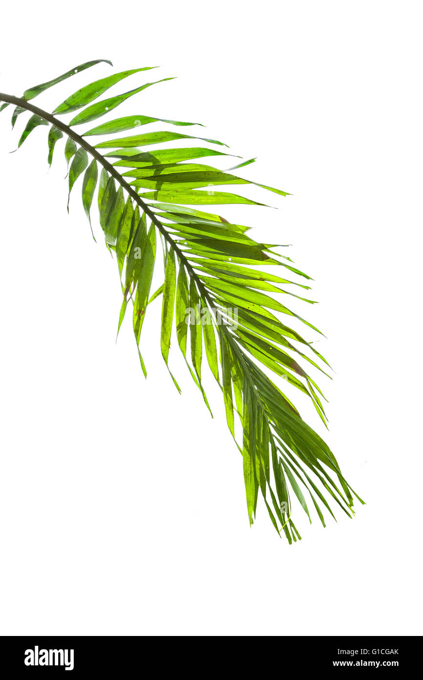 Leaves of palm tree isolated on white background Stock Photo - Alamy