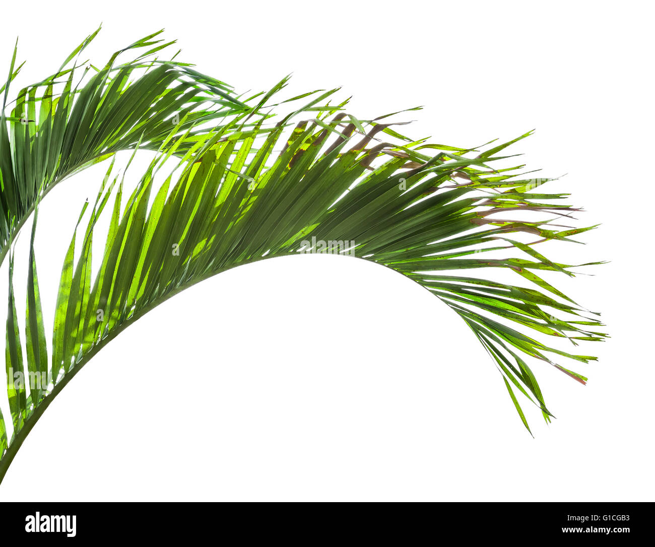 Leaves of palm tree isolated on white background Stock Photo - Alamy