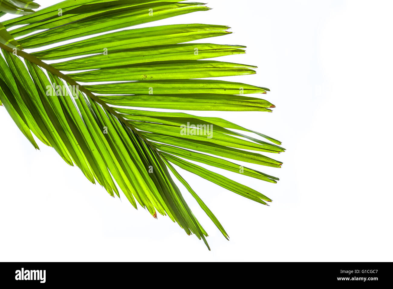 Leaves of palm tree isolated on white background Stock Photo - Alamy